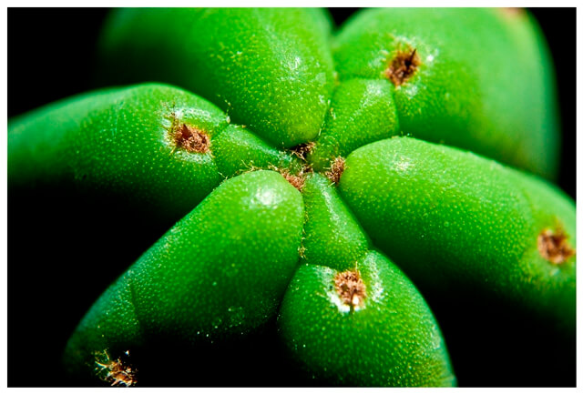 San Pedro cactus (Trichocereus pachanoi) from Peru