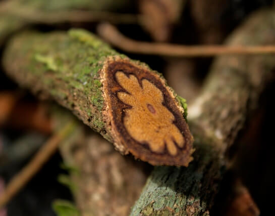 Ayahuasca, traditional use