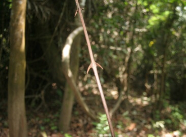 Chancapiedra, amazon herb, traditional use