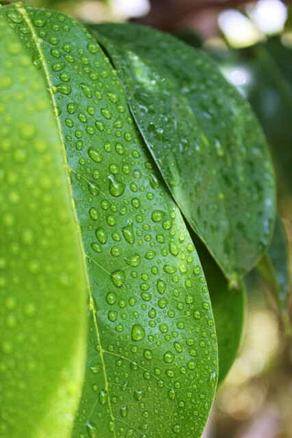 GRAVIOLA OR SOURSOP LEAVES, Annona muricata