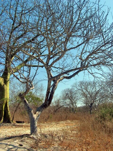 Palo santo wood, cones and oil, metaphysical properties (Bursera graveolens)