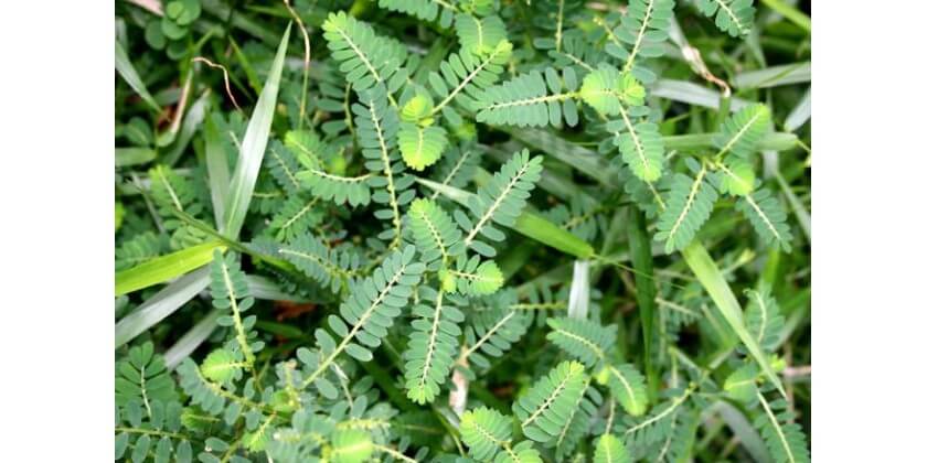 Chancapiedra, amazon herb, traditional use