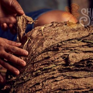 Mapacho Tobacco Nicotiana Rustica 800 g or 1.8 lb MAPACHO